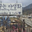 꿈꾸는 야생화