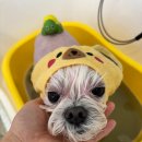 펫살롱 토비몰리 이미지