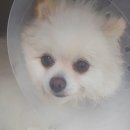 동성가축병원 | 최소절개 암컷 중성화 수술 + 포메 치석제거 스케일링 후기[판교 분당P&amp;P동물병원]