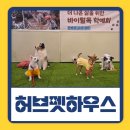 로젯펫 트레이닝 센터 | 용인 강아지 실내 운동장 대관 허브펫하우스 넓고 시원한 애견운동장