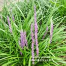 영원의 노래 이미지