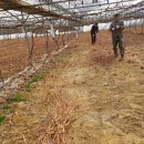 공항농장 이미지