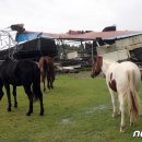 돌풍목장 이미지