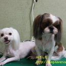 아진동물병원 이미지