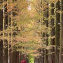 보보스캇 캠핑장 이미지