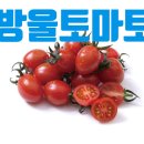 토마토 휘트니스 이미지