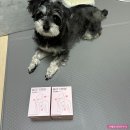 레오랩스 | 디어랩스 울애기쌩쌩 강아지 고양이 종합영양제 울애기쌩쌩 이너플러스 내돈내산 후기