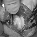 부평 모모 동물병원 이미지