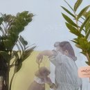 그루미뇽 이미지