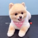 멍멍스타 이미지