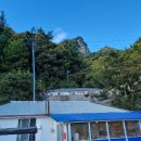 울릉벚꽃 이미지