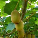 해금농장 이미지