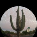 곤드레만드레 이미지