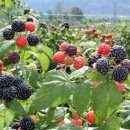 김기영농장 이미지