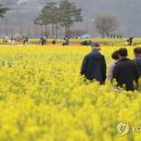 낙동강변 축구장 2 이미지