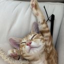 순식농장 네이버블로그