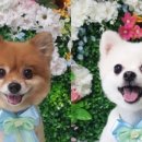 살롱다올,그루밍 이미지