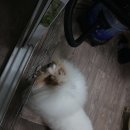 순도리네애견 이미지