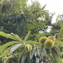 산내마을 11단지 앞 이미지