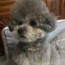 펫콤동물병원 이미지