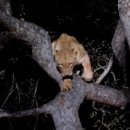 하이에나 PC 이미지