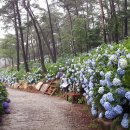 성림포레스트