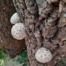 새벽에딴 참나무원목표고버섯 (노지화고)7키로.우슬환 이미지