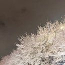 명당1길 | 천안 원성천 벚꽃 야간 방문 후기 포토존 명당 추천