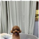 키티앤퍼피 이미지