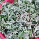 서기농장 이미지