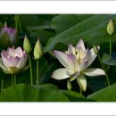 송해면-1 이미지