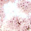 밸리댄스(초급) 이미지