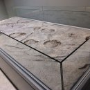 함안외암리공룡발자국 화석 이미지