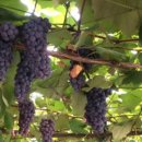 인서농장 이미지