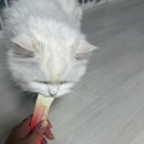 펠리스 | 고양이영양제 추천 | 미야옹철 닥터펠리스 퍼펙트 치킨&amp;연어 기호성 후기