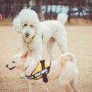 도그럭스 이미지