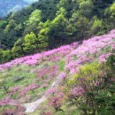 2017_0416 경북 청도군 곰티재~부야리 복사꽃 트레킹 이미지