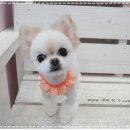 몽이애견미용 이미지