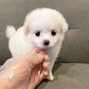 드림독 강아지분양 안심분양센터 김포점 이미지