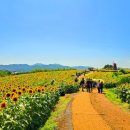 해바라기 이미지