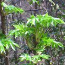 사니조아 이미지