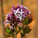 수수꽃다리 이미지