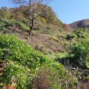 (AT-1153)충남 비단고을 청정오지마을 인근 집터(나대지)와 호두나무 밭 급매합니다 이미지