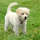 우리동물약국 이미지