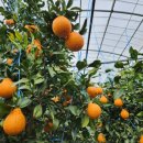 길자농장 이미지