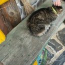 그리운보리밥 | 속초 그리운 보리밥 솔직후기