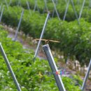 새농민농장(1농장) 이미지