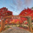 내장산 단풍생태공원 | 내장산 단풍생태공원 단풍 실시간