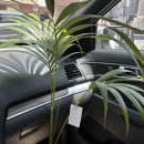 퐁낭아래 1978 이미지