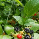 너래농원 이미지